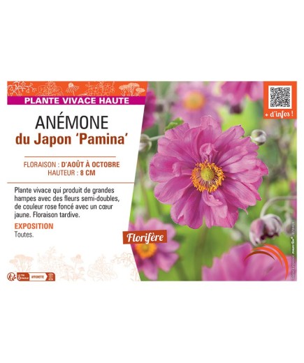 ANEMONE DU JAPON PAMINA