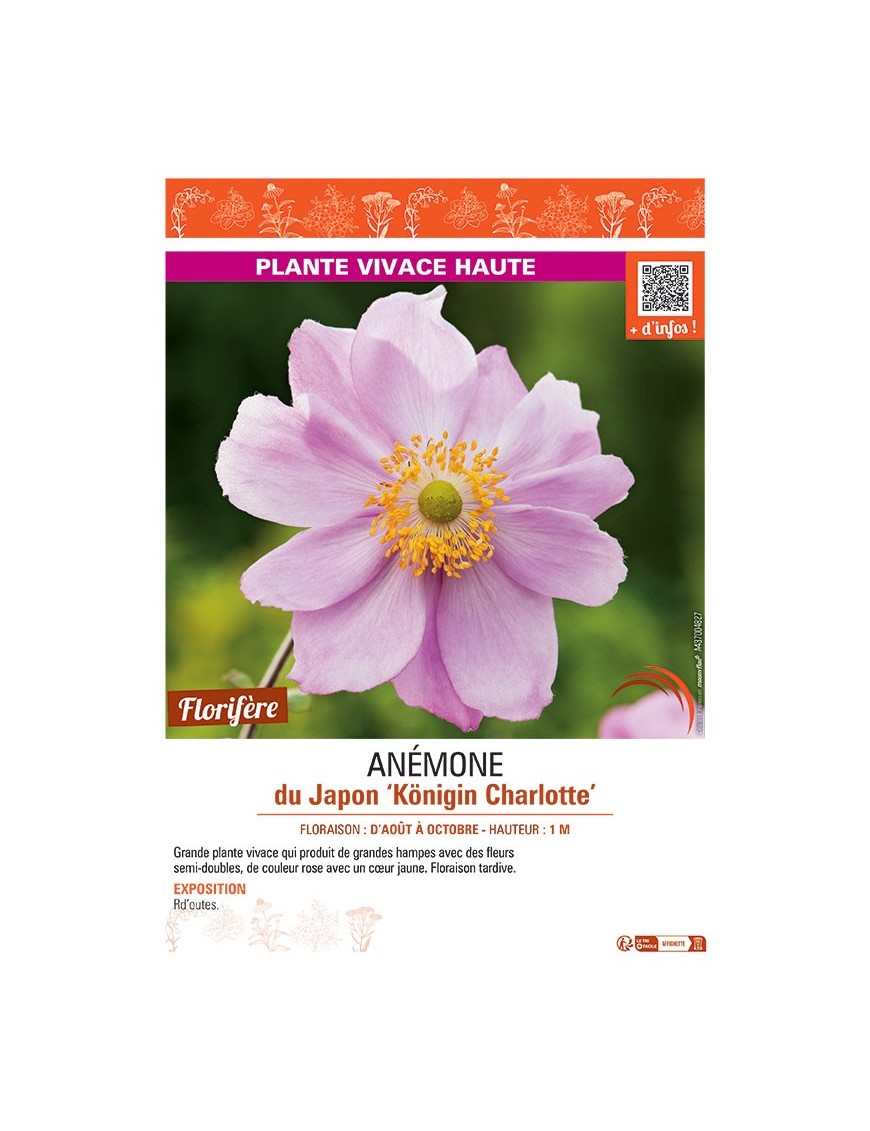 ANEMONE DU JAPON KÖNIGIN CHARLOTTE
