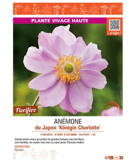 ANEMONE DU JAPON KÖNIGIN CHARLOTTE
