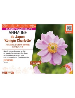 ANEMONE DU JAPON KÖNIGIN CHARLOTTE