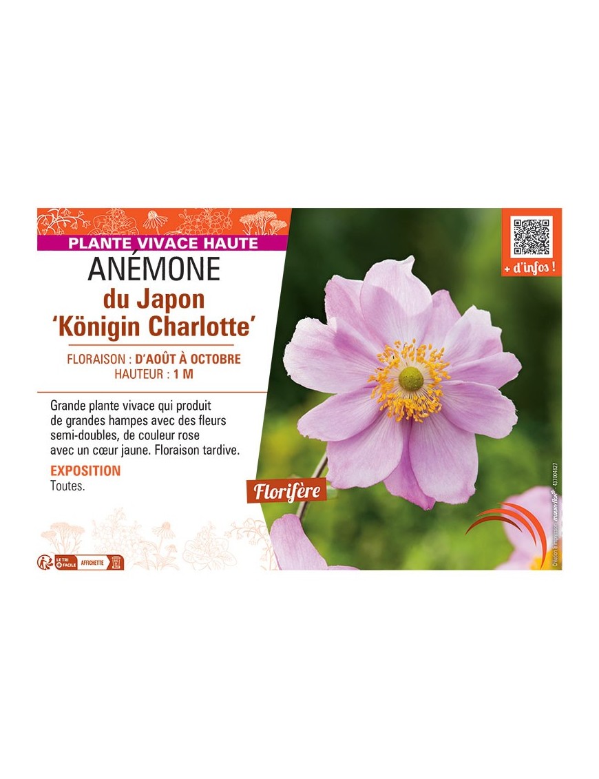 ANEMONE DU JAPON KÖNIGIN CHARLOTTE