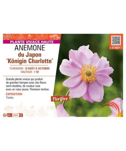 ANEMONE DU JAPON KÖNIGIN CHARLOTTE