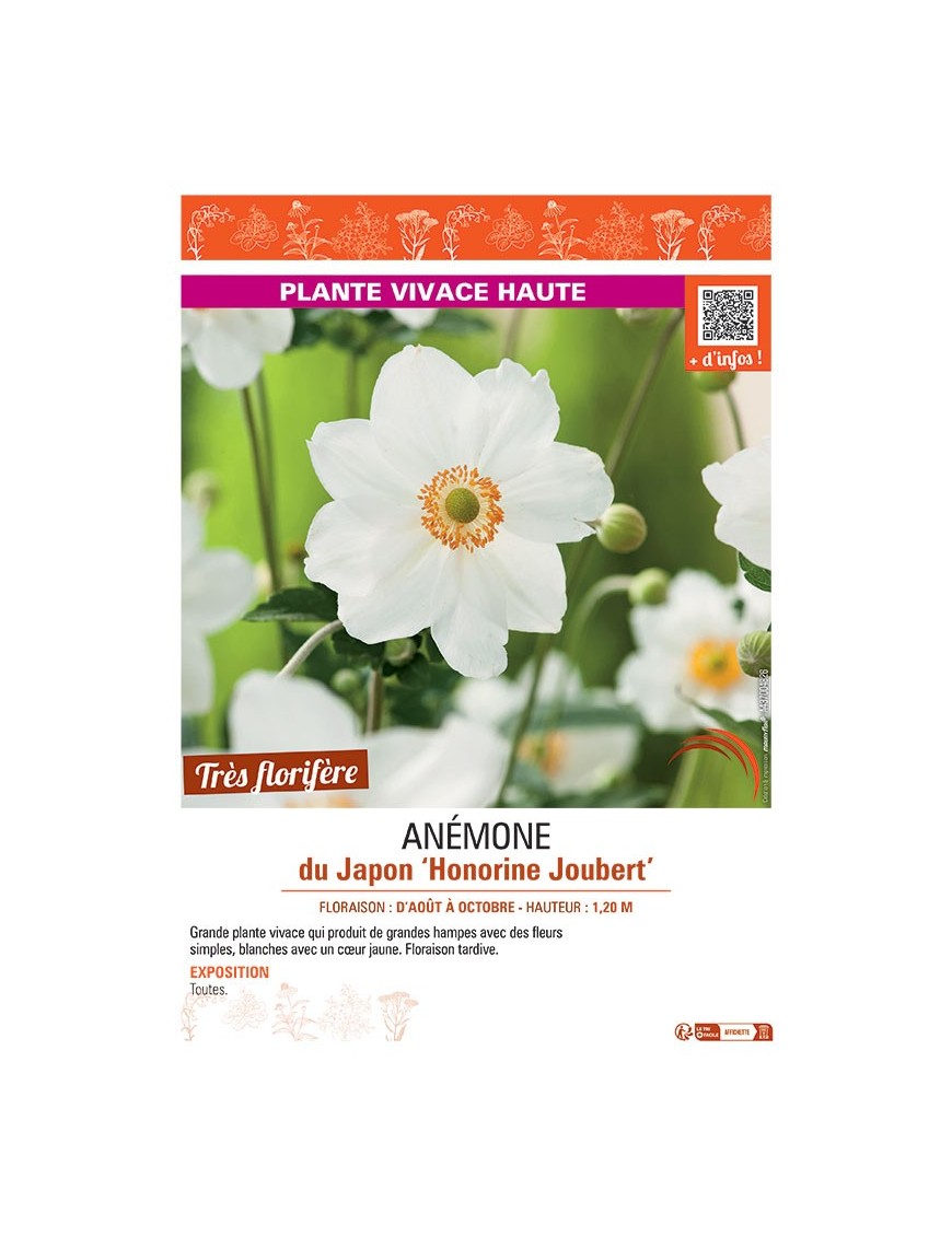 ANEMONE DU JAPON HONORINE JOUBERT