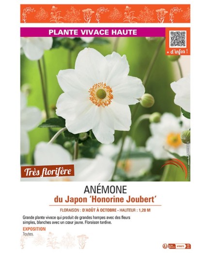ANEMONE DU JAPON HONORINE JOUBERT