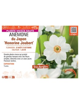 ANEMONE DU JAPON HONORINE JOUBERT