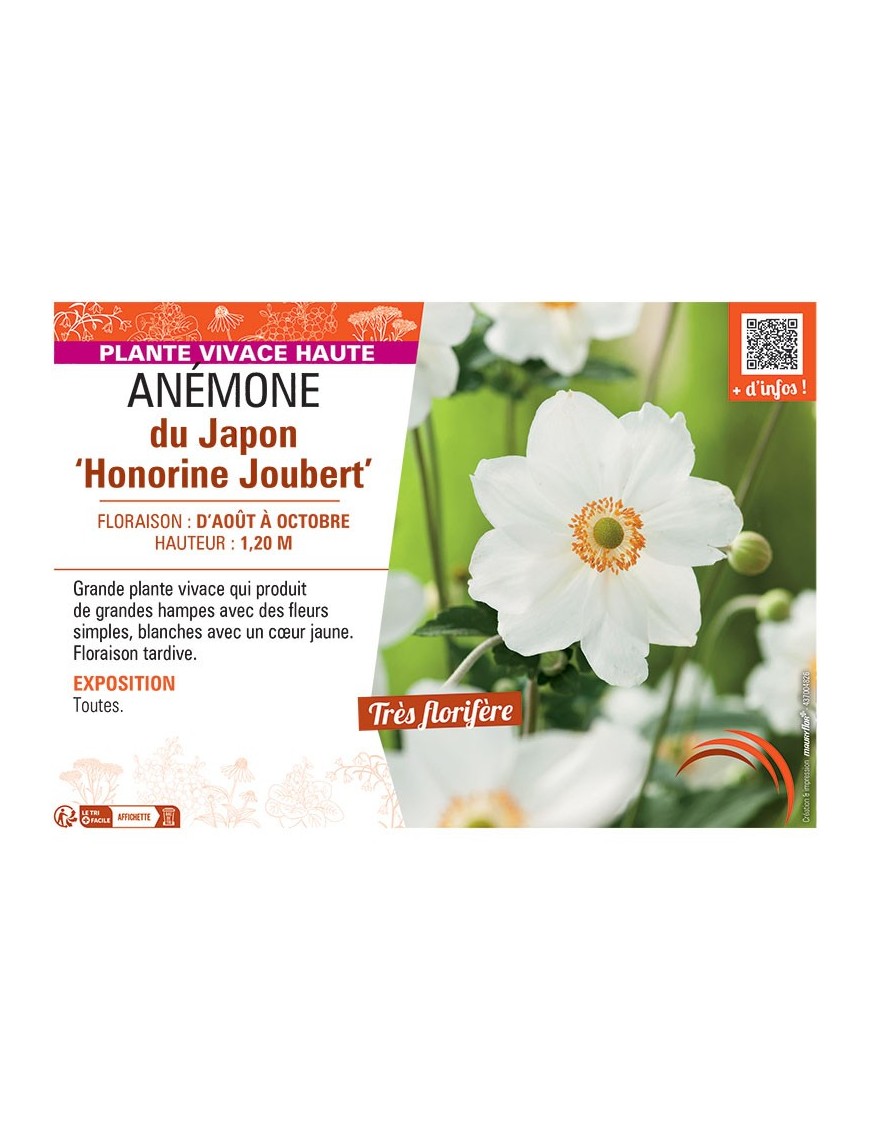 ANEMONE DU JAPON HONORINE JOUBERT