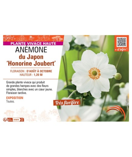 ANEMONE DU JAPON HONORINE JOUBERT