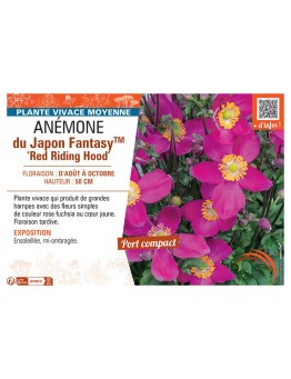 ANEMONE DU JAPON FANTASY™ RED RIDING HOOD