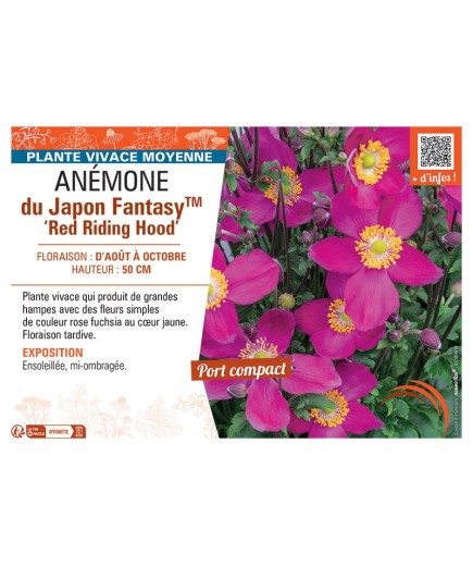 ANEMONE DU JAPON FANTASY™ RED RIDING HOOD
