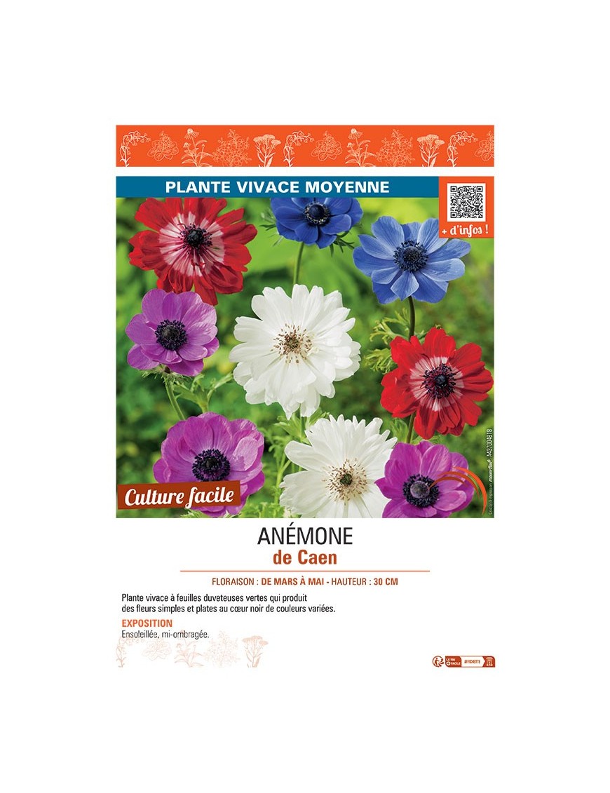 ANEMONE DE CAEN (variée)