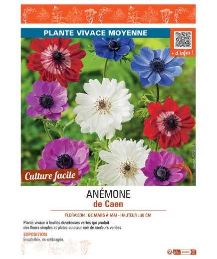 ANEMONE DE CAEN (variée)