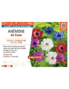 ANEMONE DE CAEN (variée)