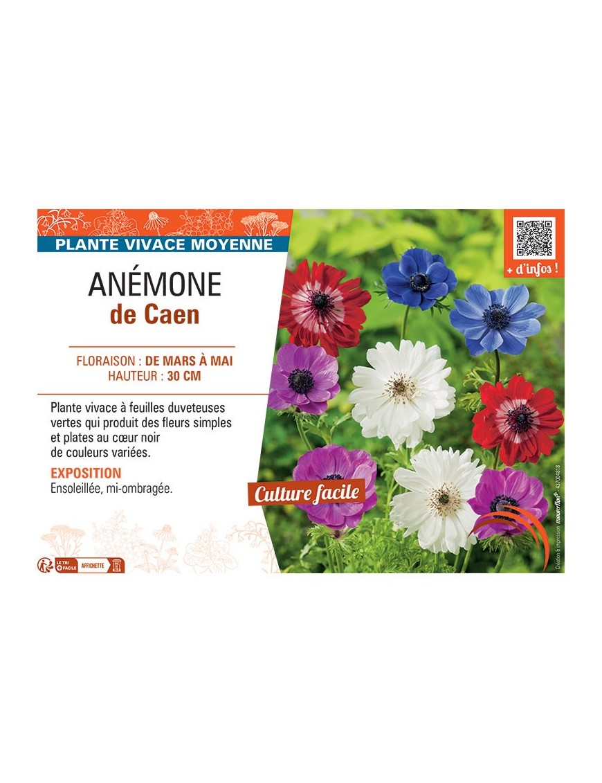 ANEMONE DE CAEN (variée)