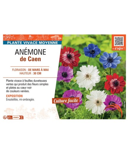 ANEMONE DE CAEN (variée)