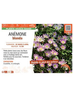 ANEMONE BLANDA (rose)