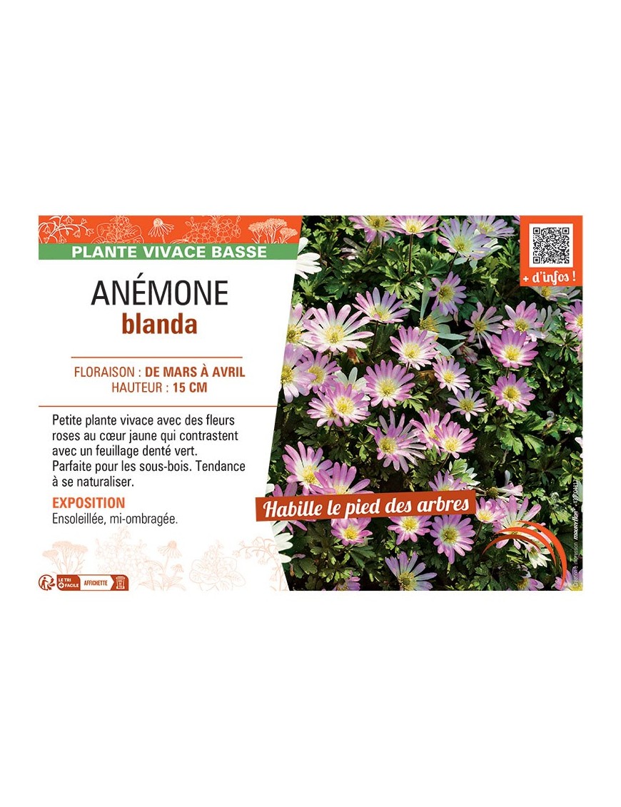 ANEMONE BLANDA (rose)
