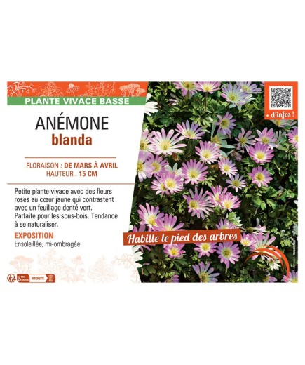 ANEMONE BLANDA (rose)