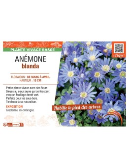 ANEMONE BLANDA (bleu)