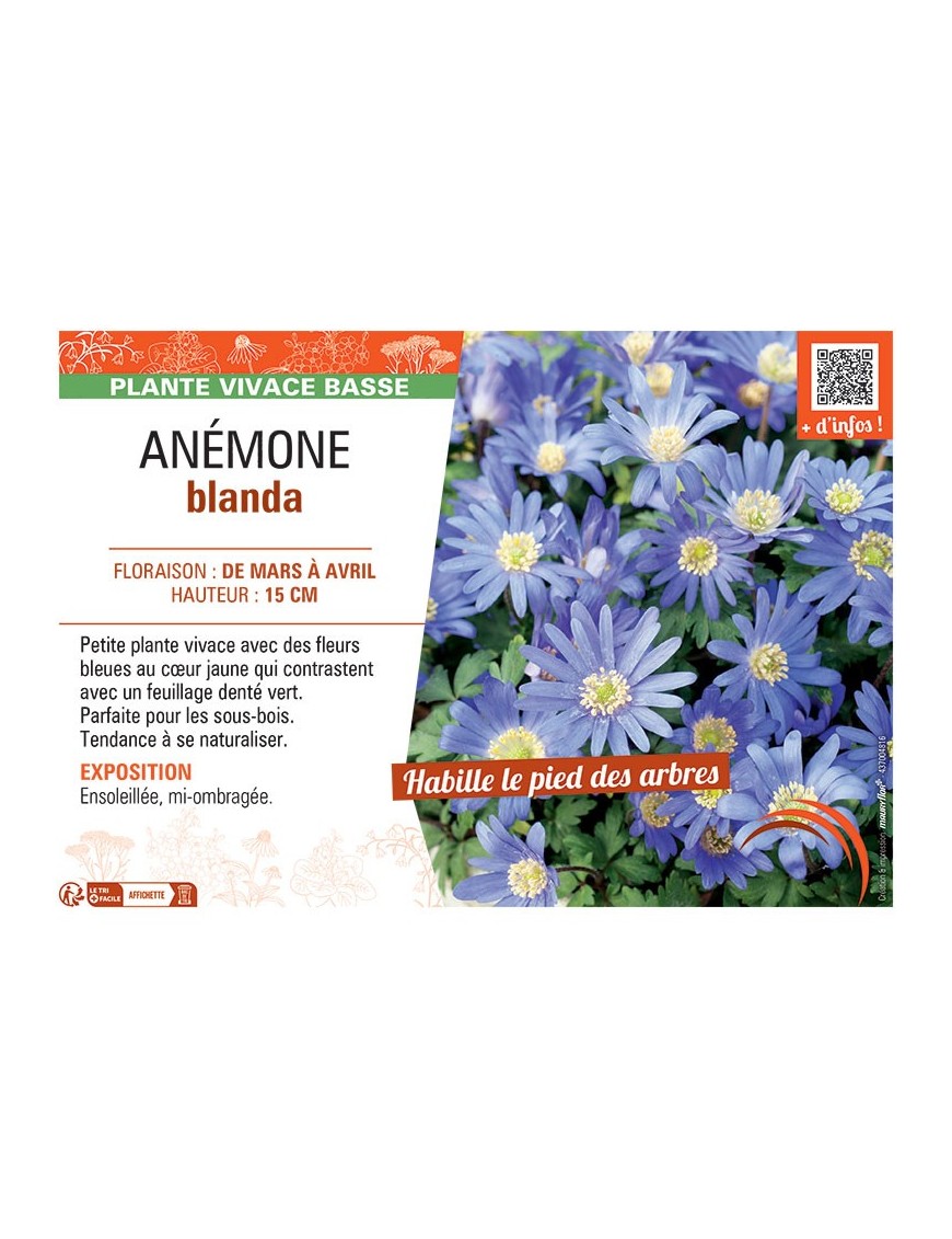 ANEMONE BLANDA (bleu)
