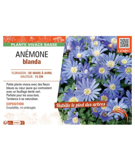 ANEMONE BLANDA (bleu)