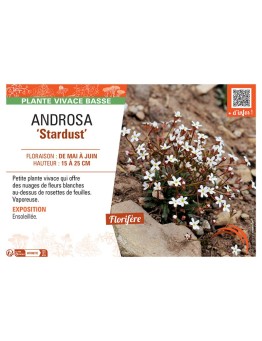 ANDROSA STARDUST