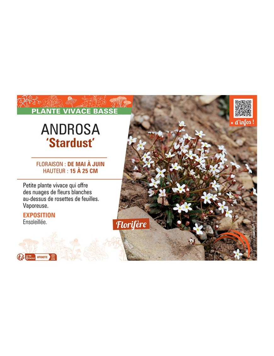 ANDROSA STARDUST
