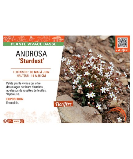 ANDROSA STARDUST