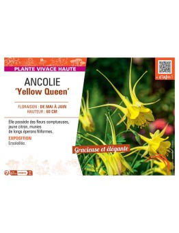 ANCOLIE YELLOW QUEEN