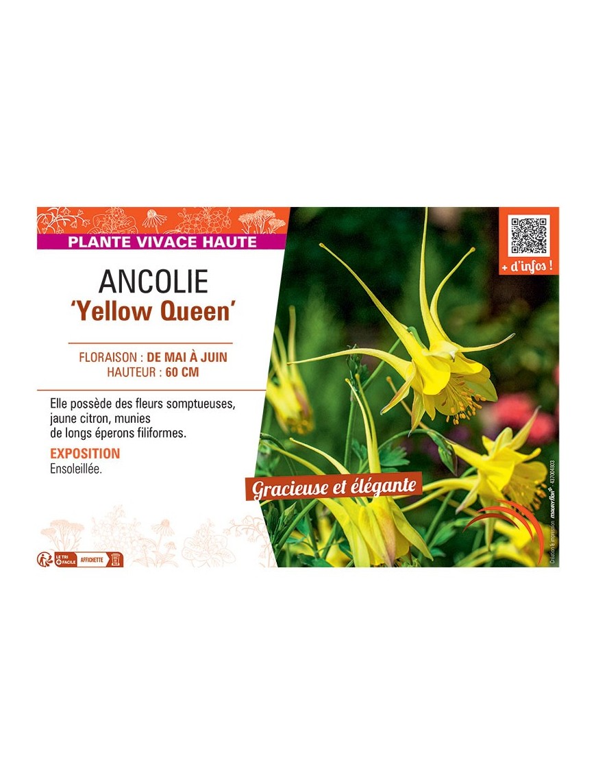 ANCOLIE YELLOW QUEEN