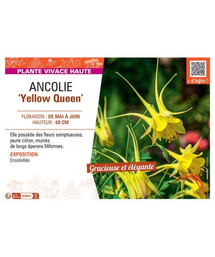 ANCOLIE YELLOW QUEEN