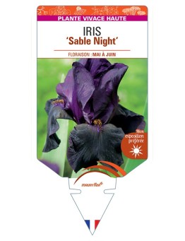 IRIS (germanica) Sable Night