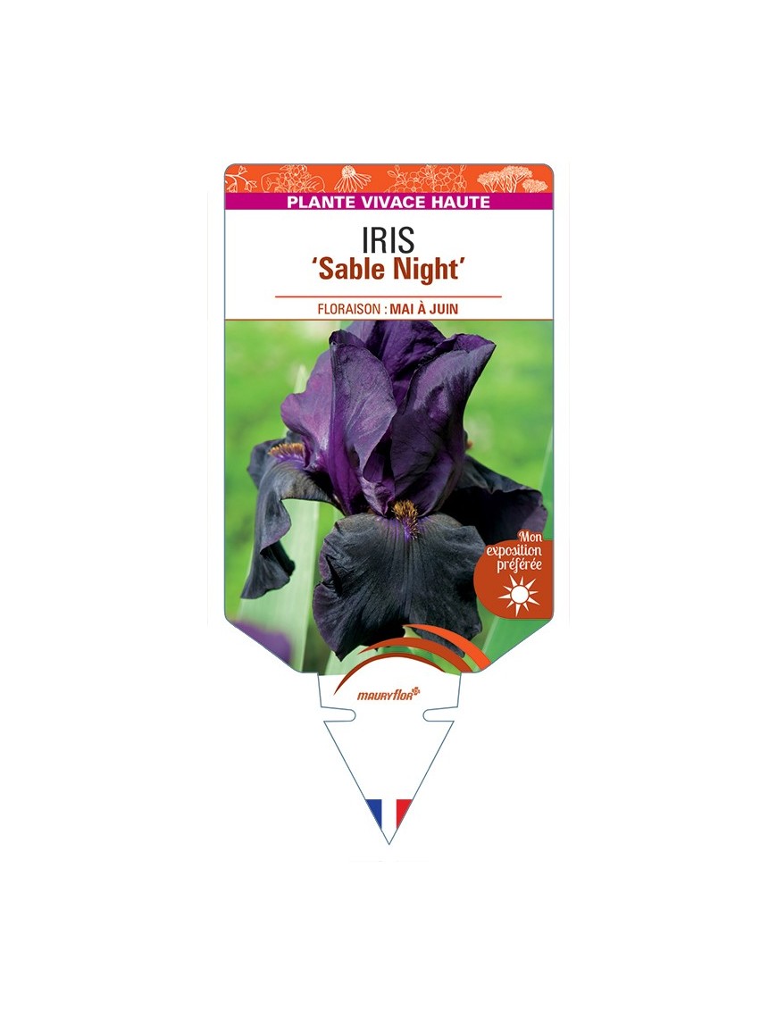 IRIS (germanica) Sable Night