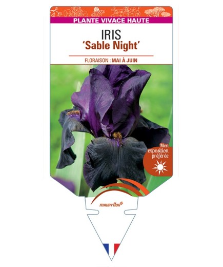 IRIS (germanica) Sable Night