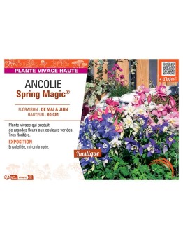 ANCOLIE SPRING MAGIC® (variée)