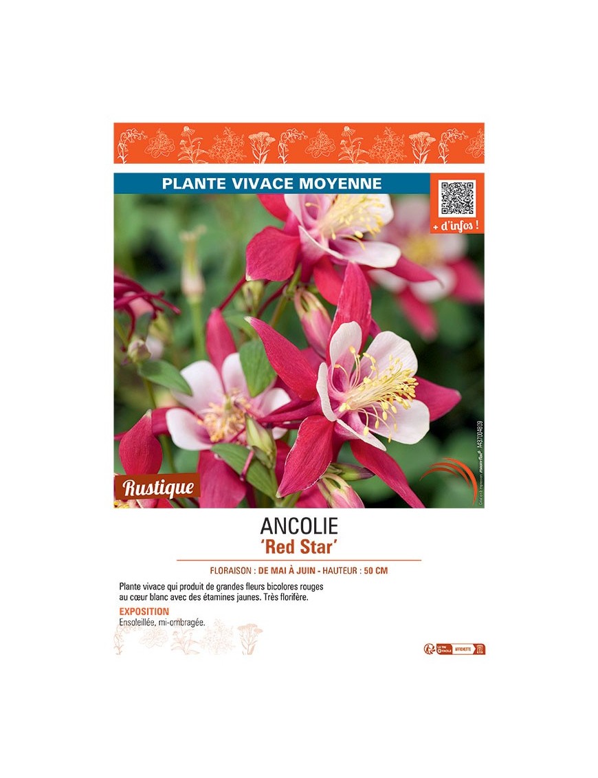 ANCOLIE RED STAR