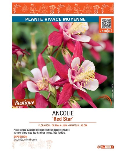 ANCOLIE RED STAR