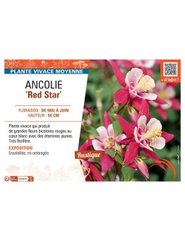 ANCOLIE RED STAR