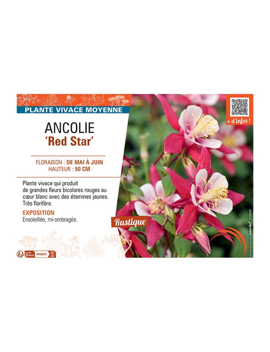 ANCOLIE RED STAR