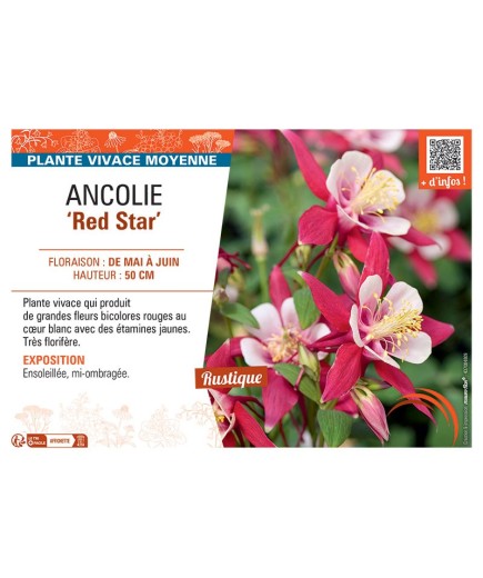 ANCOLIE RED STAR
