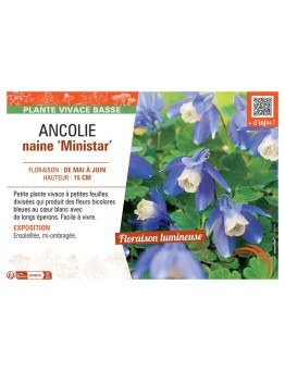 ANCOLIE NAINE MINISTAR
