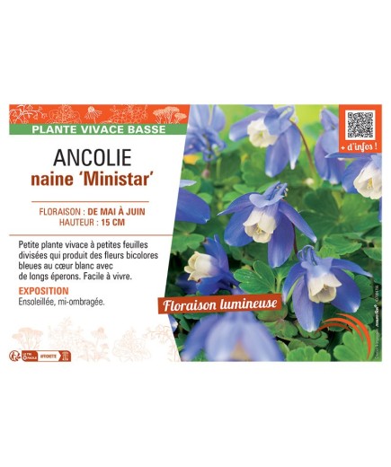 ANCOLIE NAINE MINISTAR