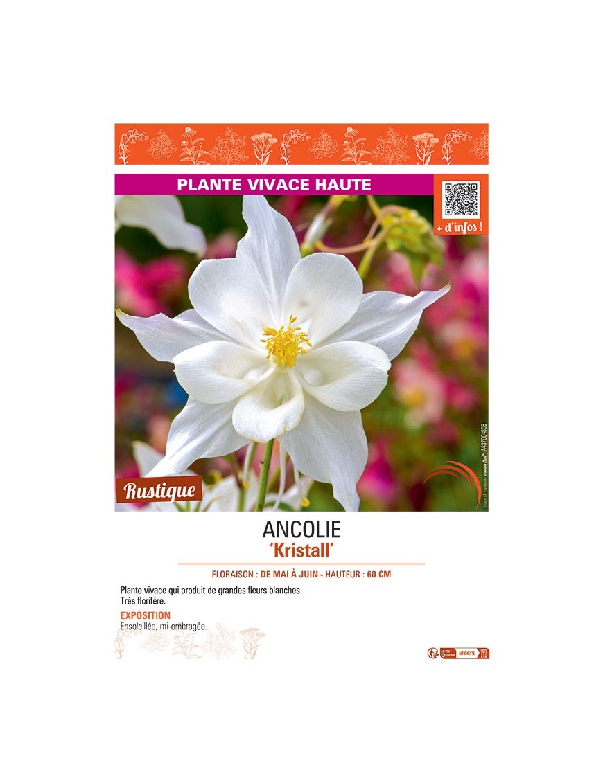 ANCOLIE KRISTALL