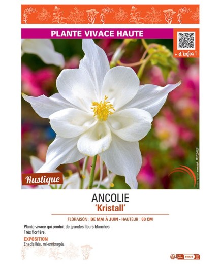 ANCOLIE KRISTALL