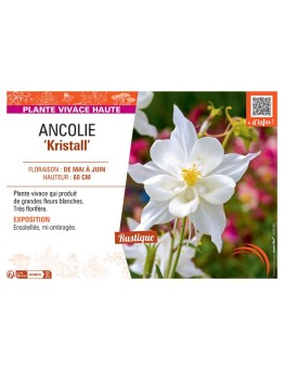 ANCOLIE KRISTALL