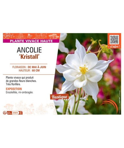 ANCOLIE KRISTALL