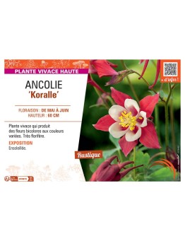 ANCOLIE KORALLE