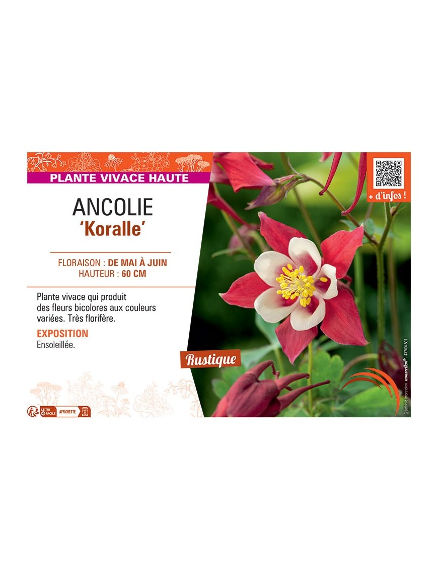 ANCOLIE KORALLE