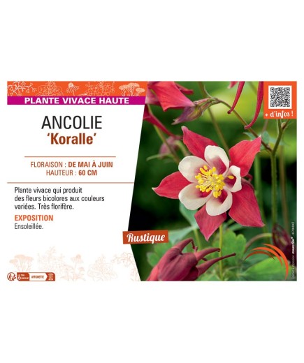 ANCOLIE KORALLE