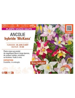 ANCOLIE HYBRIDE McKANA