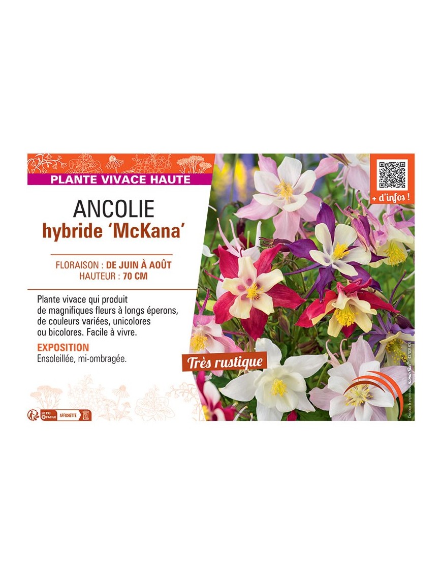 ANCOLIE HYBRIDE McKANA